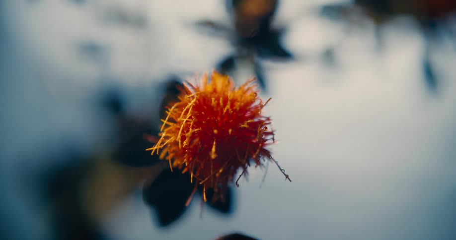 A close up of a delicate orange flower set against a blue blurred background