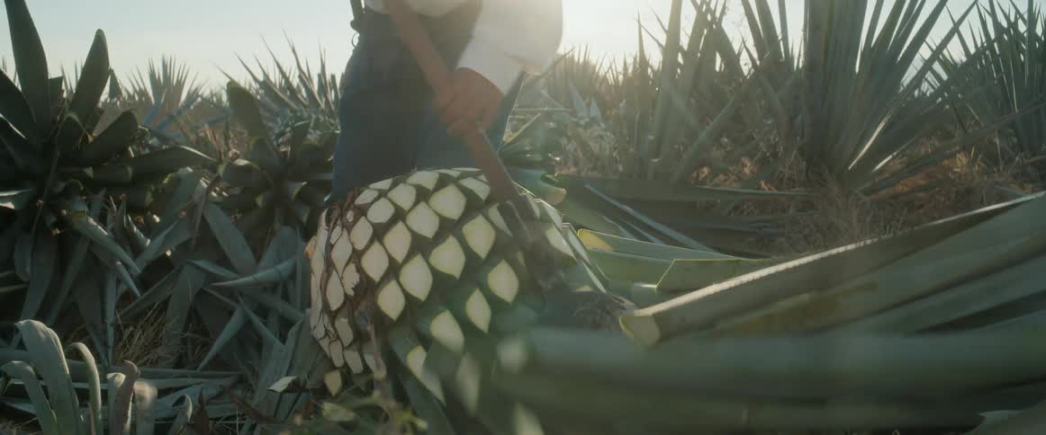Jimador cuts agave leaves with a coa during harvest