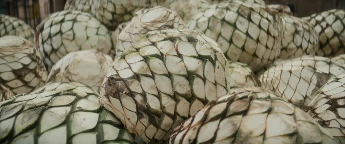 Agave pias stacked after harvest