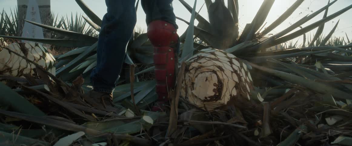 Farmer uses a shovel to harvest an agave plant from the soil