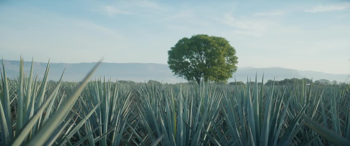 Agave field stretches toward a lone tree under the clear sky