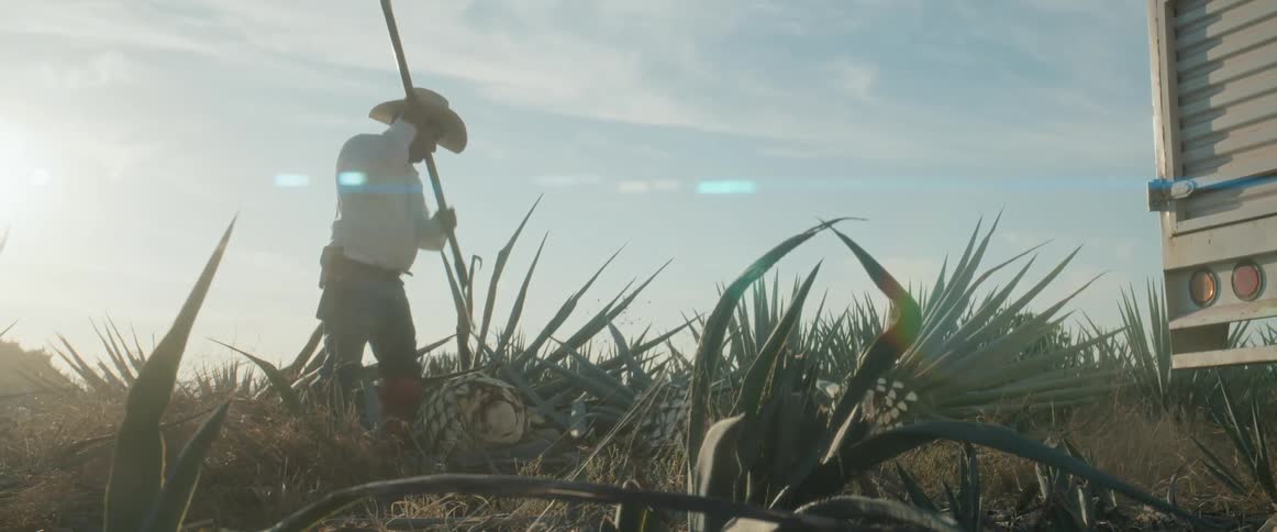 Worker cuts agave plant under the sun in a rural field