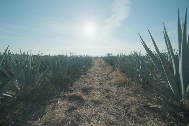 A lowangle view travels down a central path rows of agave plants with tall spiky leaves line both sides a bright sun is centered high in the clear sky the ground is covered with dry earth and dead grass