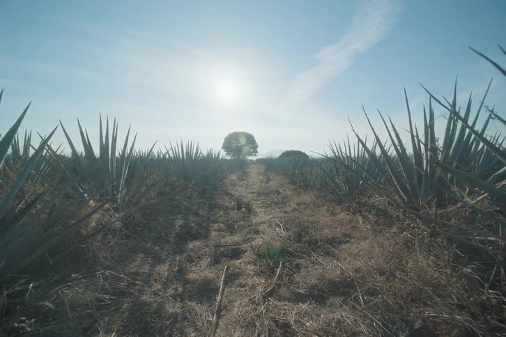 Row of agave plants under strong sunlight on dry ground