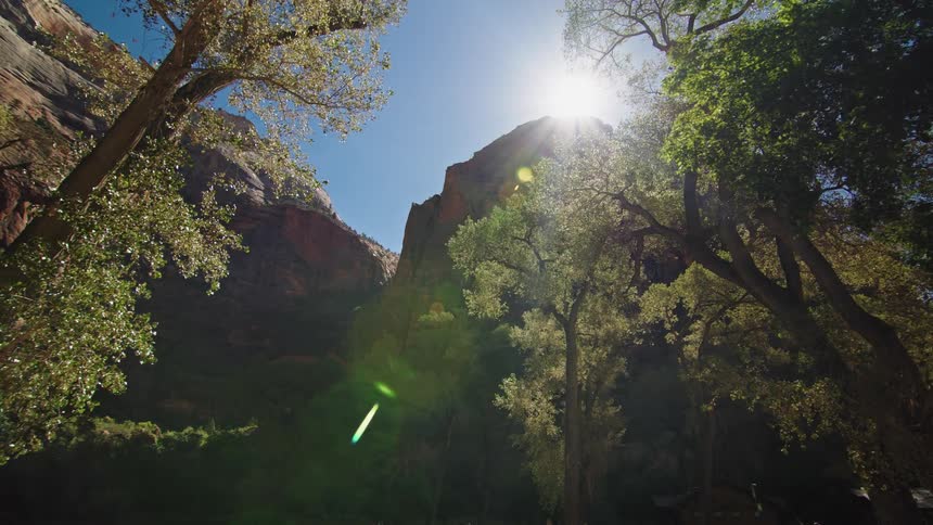 Trees at the bottom of a cliff