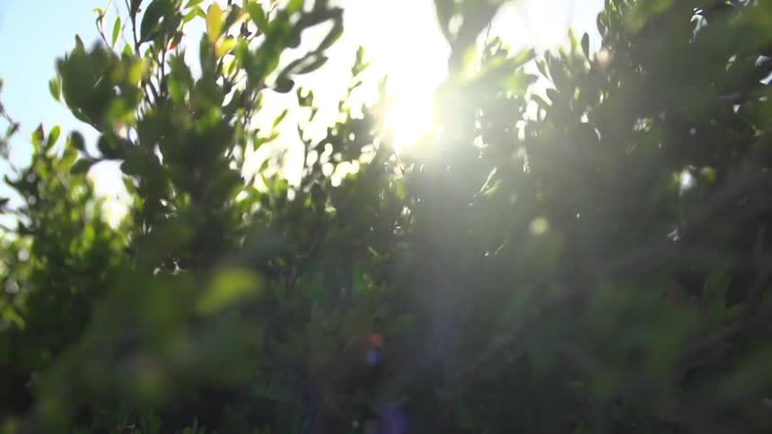 The sun shines through a leafy bush