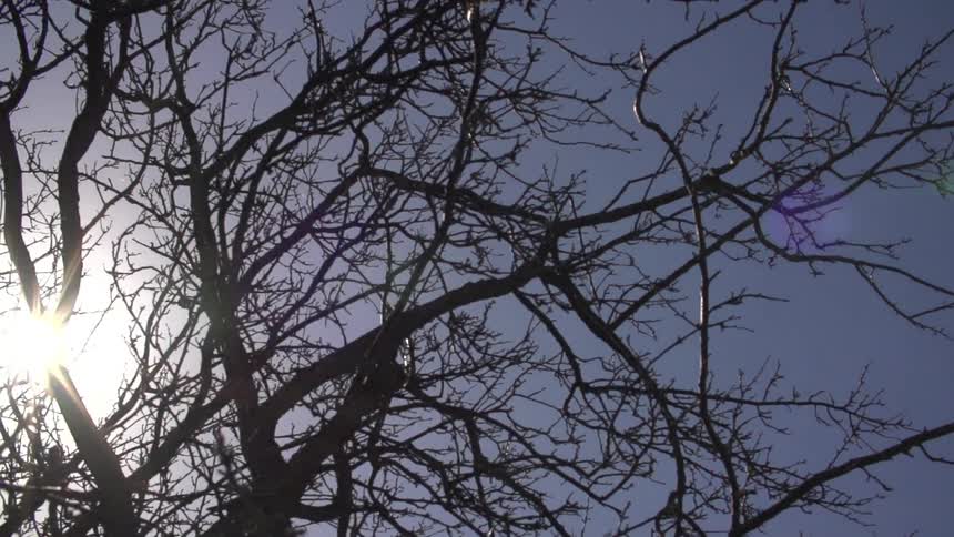 Clear sky over some branches