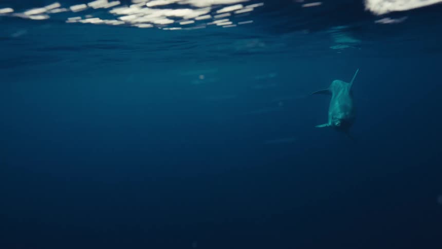 This video is an underwater shot of a large fish swimming just beneath the surface in deep blue waterdark blue background that fills the majority of the frame indicating the rapid dropoff of natural light with depth