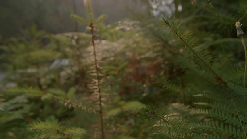 Fern leaves and other green plants catch a sliver of sunshine
