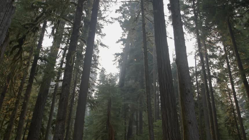 Tall forest trees tower overhead