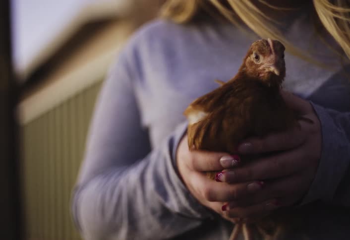 A closeup shot shows a girl with blonde hair and a gray longsleeved shirt cradling a small reddishbrown chicken with two hands while the bird is calm and faces the camera with the scene softly lit and a blurry structure visible in the background