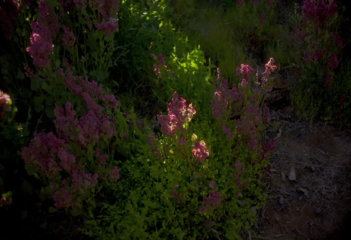 Flowers and plants move in the breeze as sunlight shines through the trees