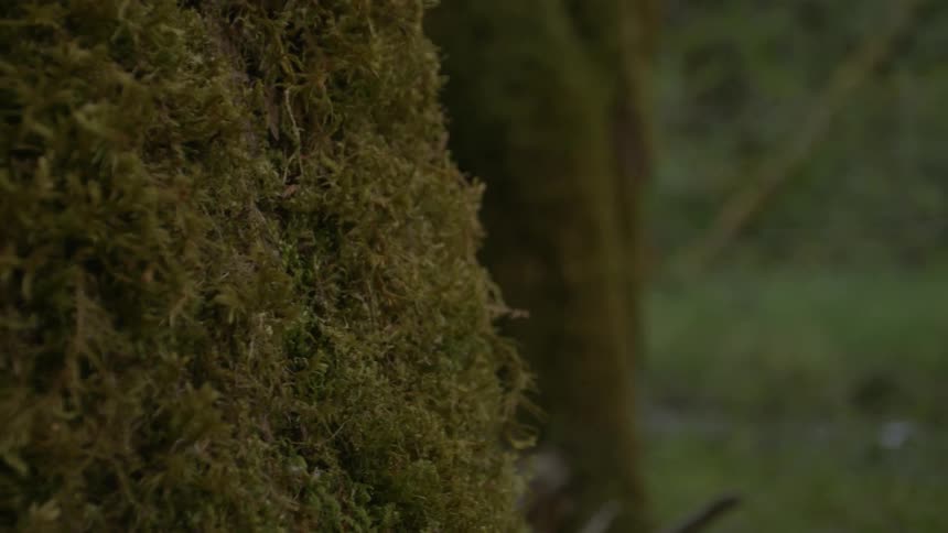 Moss covered tree trunks in a forest