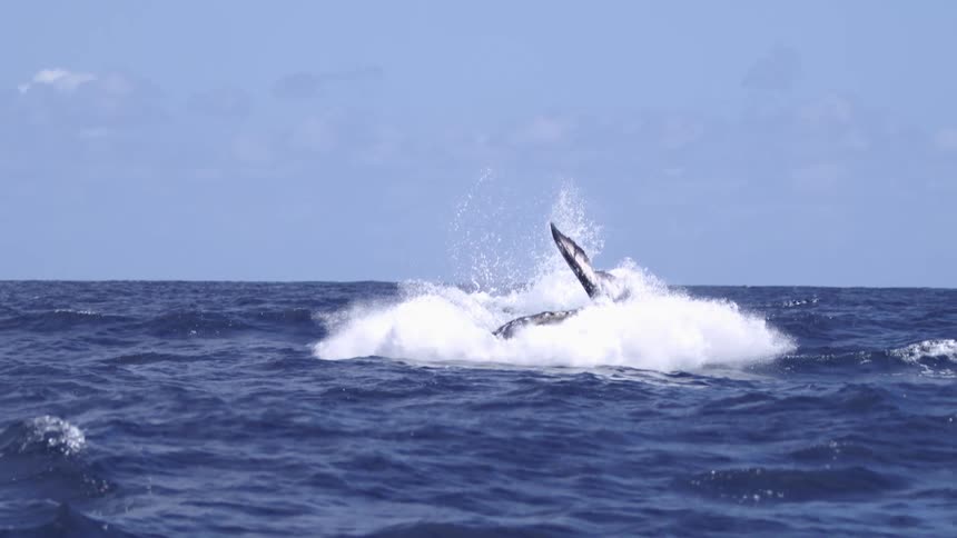 The large wave jumps up in the ocean and splashes down
