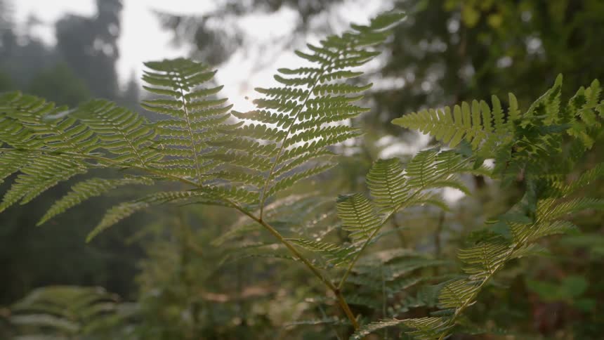 Plant leaves grow in a forest