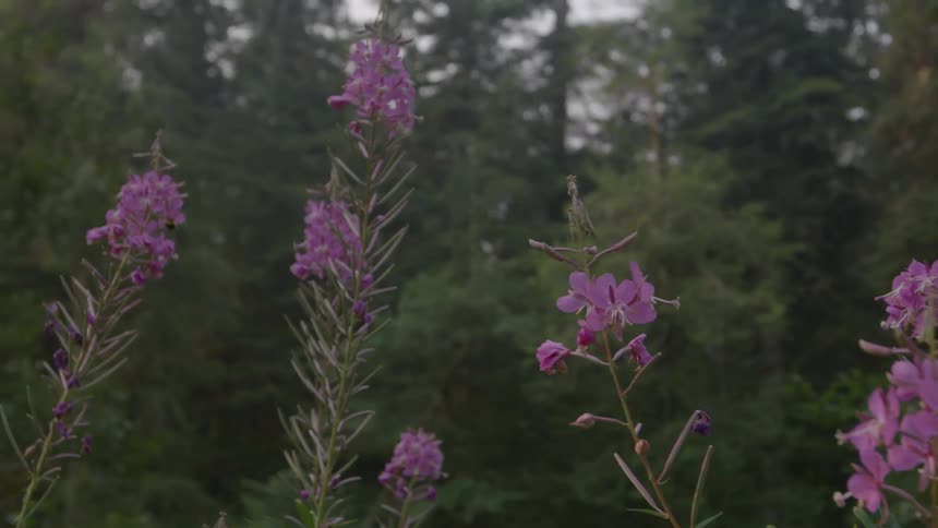 Insect flying by lilacs