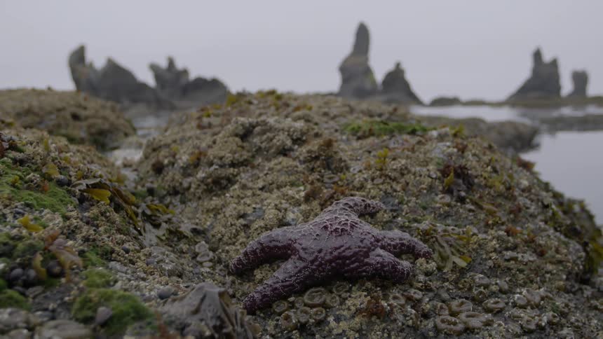 A lone starfish is near the shore