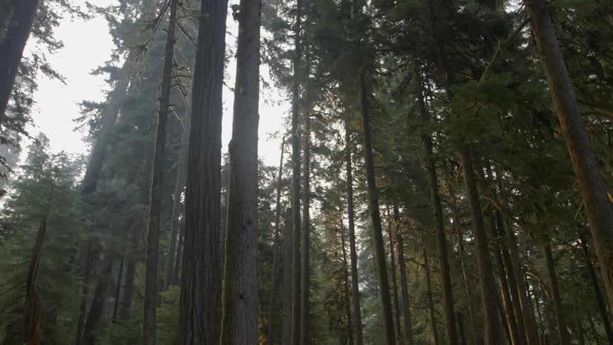 Tall trees line this forest