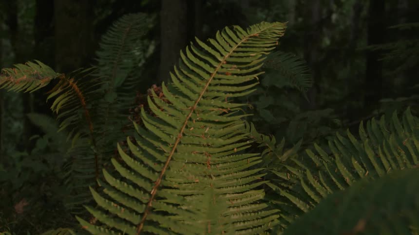 Long branches are in front of a group of trees