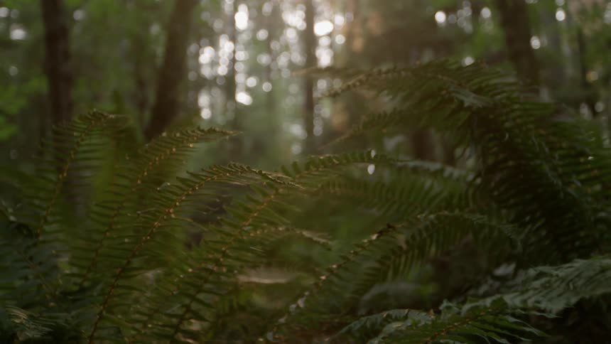 Ferns grow in a forest