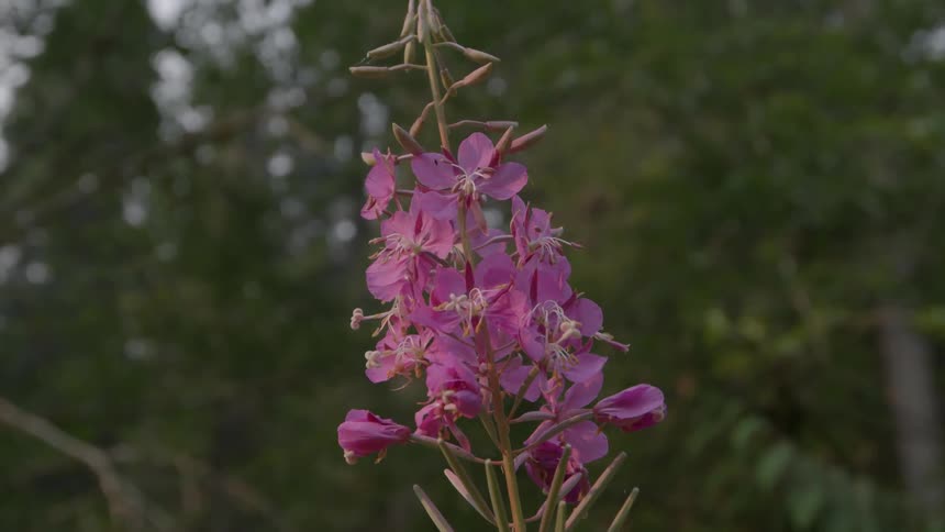 A purple flower is before some trees