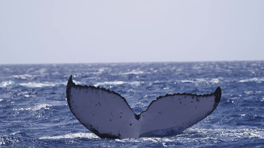 A whales tail sinks into the water