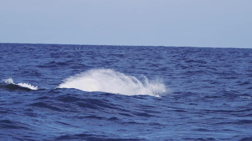 A black and white humpback whale flipper rises high out of the rough blue ocean water and then slams down creating a large dramatic splash on a bright day
