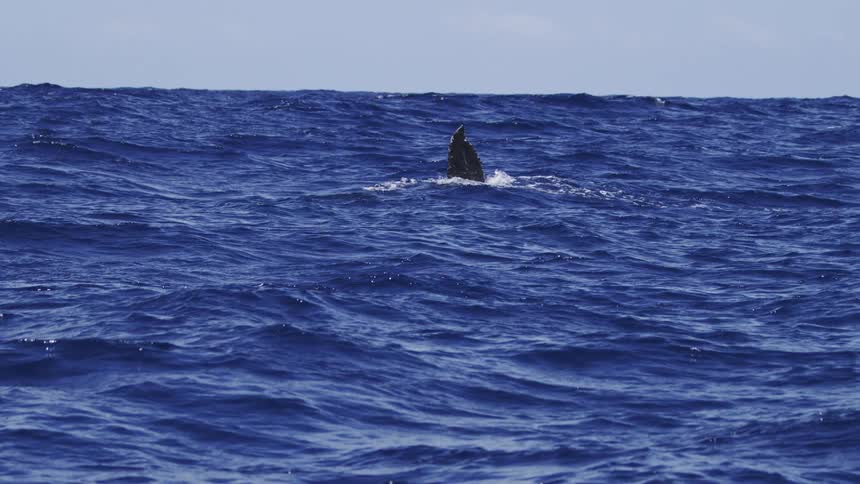 The tall black fluke of a whale is prominently visible above the surface of the deep blue choppy ocean waters before it slowly descends and disappears creating a momentary splash as the horizon line remains flat under a light sky