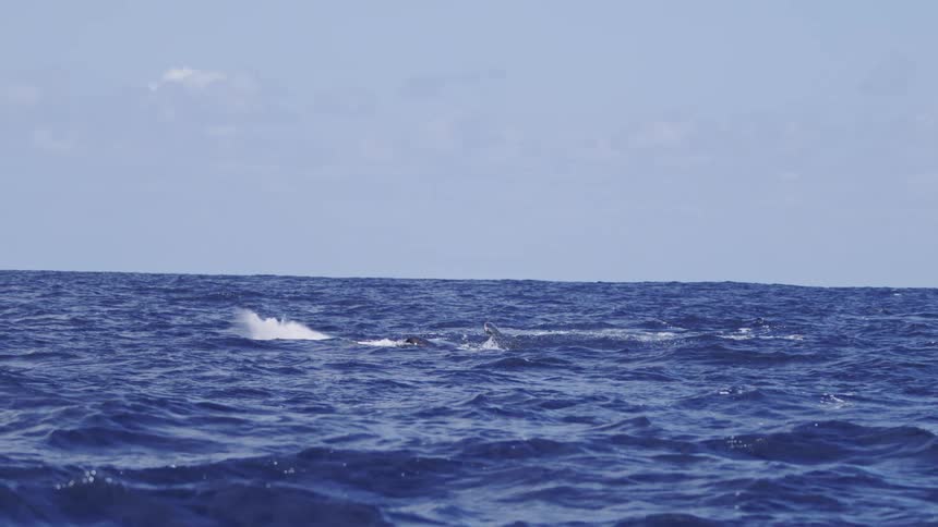 A whale breeches the oceans surface