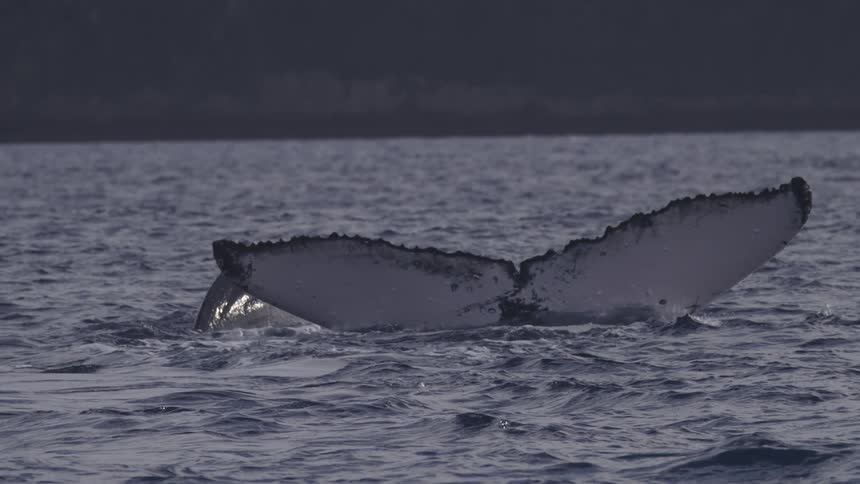 A large whales tail fluke rises high above the dark ocean water and slowly sinks as a smaller whale or dolphin swims alongside it