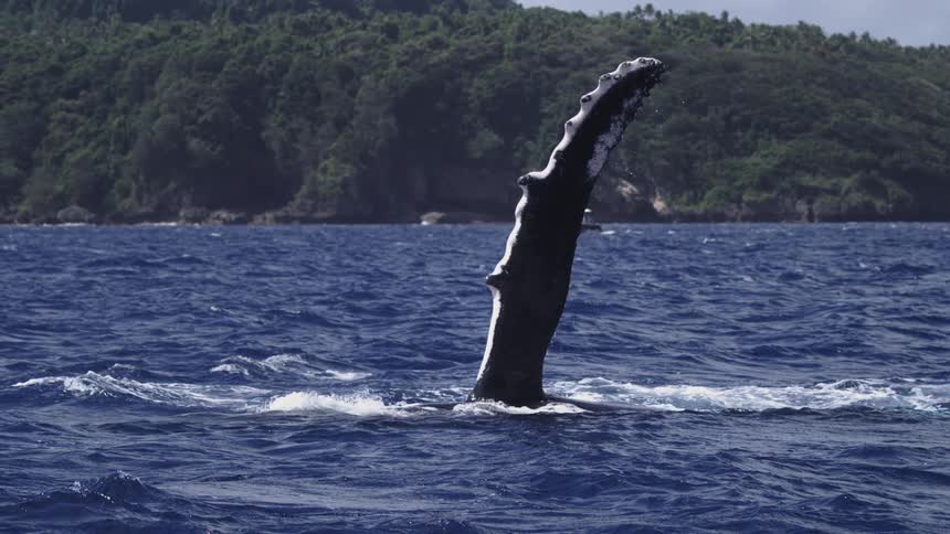 Whale fin rises from the waters near the tropical coast