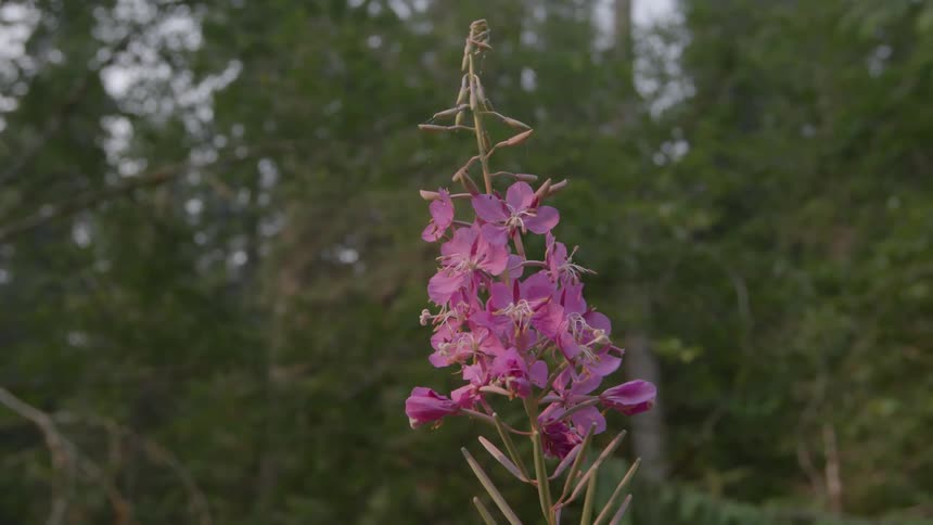 A purple flower is before a forest