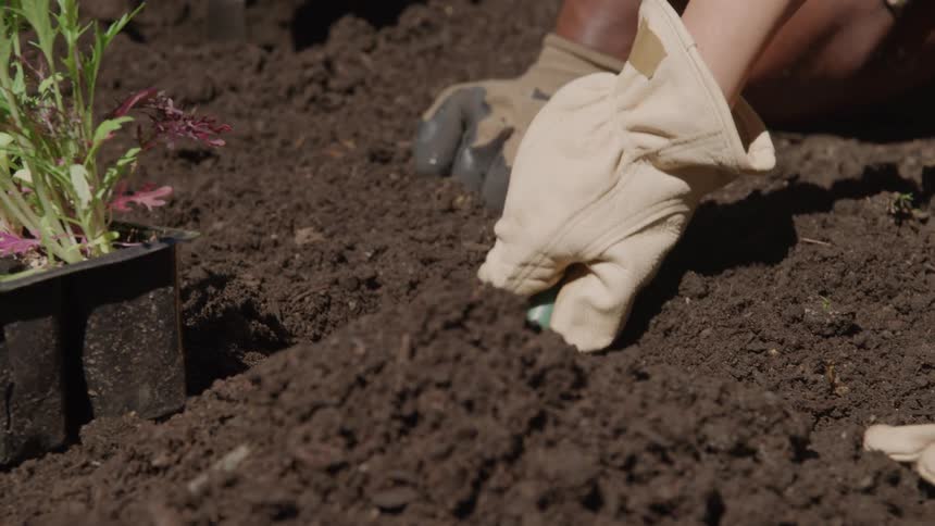 A person wearing beige gardening gloves is intensely focused on using a small hand trowel to dig and loosen the rich dark soil in a closeup shot preparing a bed for seedlings visible in black plastic containers to the left of the frame