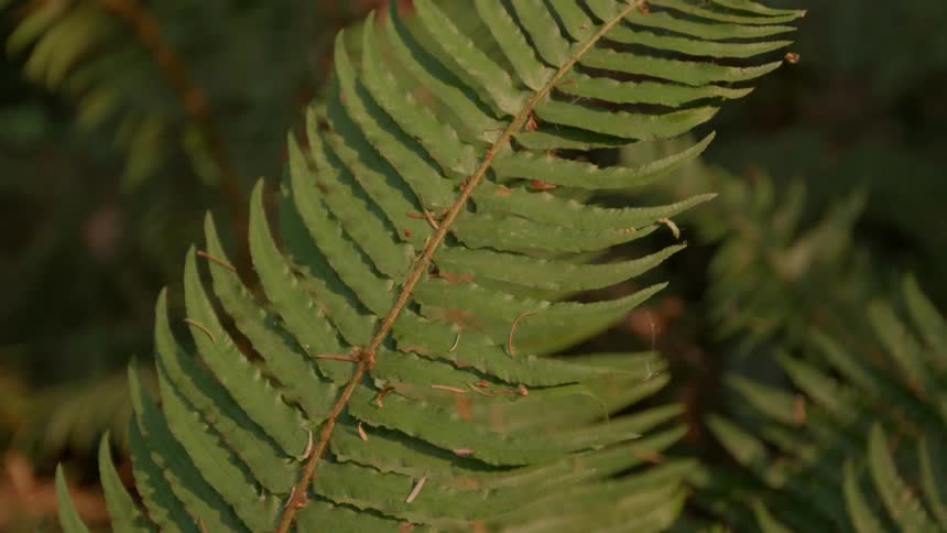 Ferns in a forest