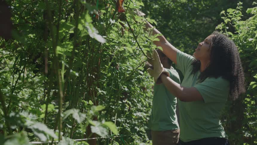 A group of workers working on plants