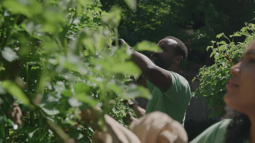A bearded man and a smiling woman both wearing green shirts reach up to tend to leafy vines on a sunny day in a lush outdoor garden setting