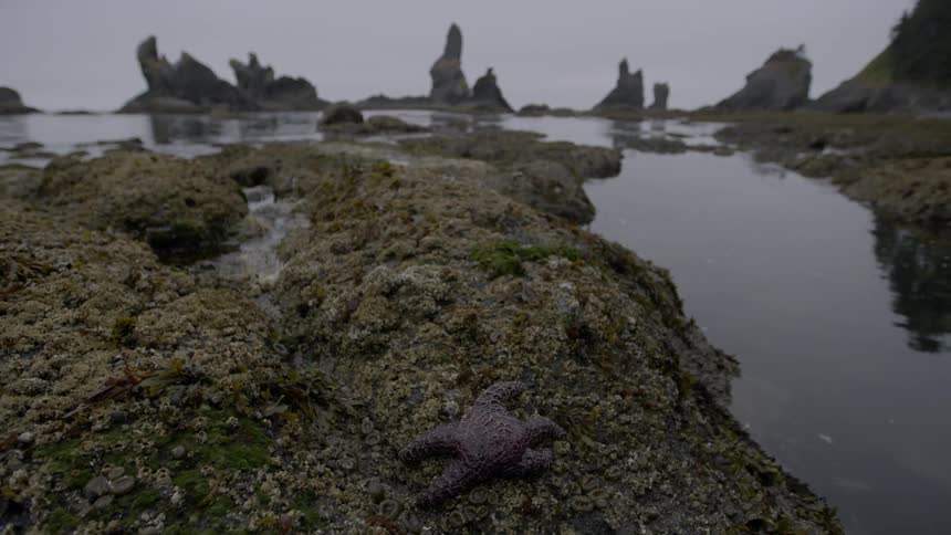 A starfish clings to a rock while the water ripples nearby