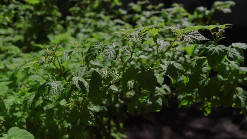 Sunlight shines on plants as they move in the breeze