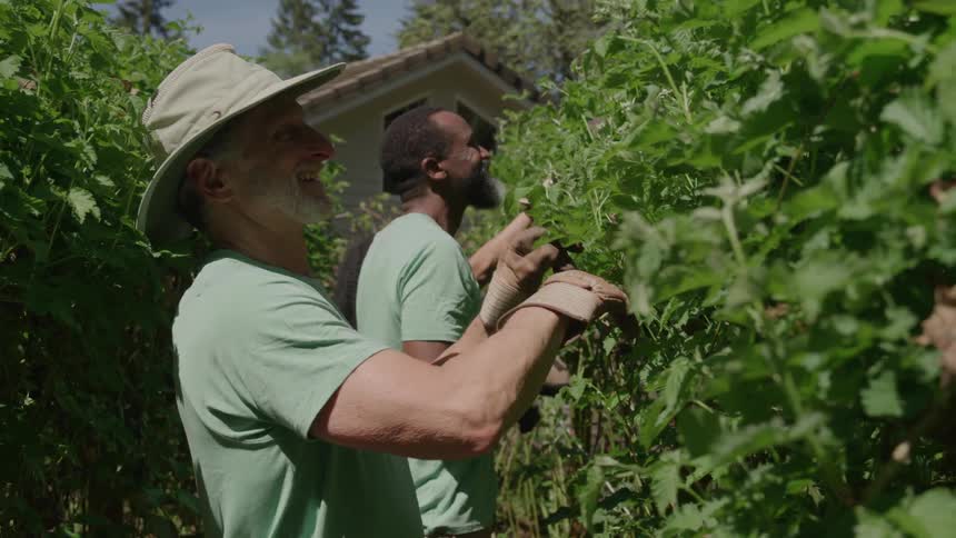 The farmers are checking the crops