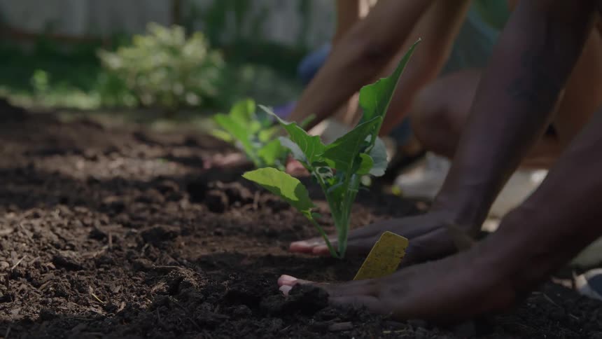 Four persons hands are shown gently pressing the dark nutrientrich soil around the base of a newly planted green seedling