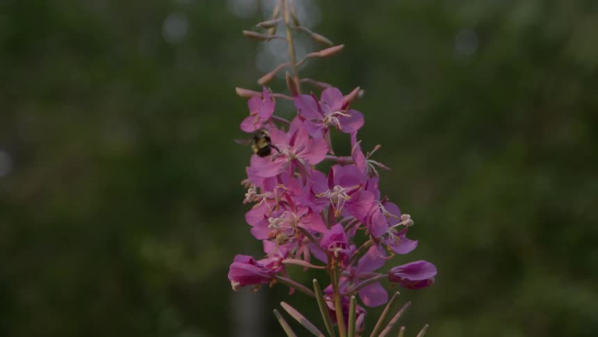 A bee is pollinating a purple flower