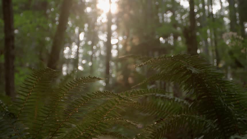Sun shines through ferns and trees in a forest