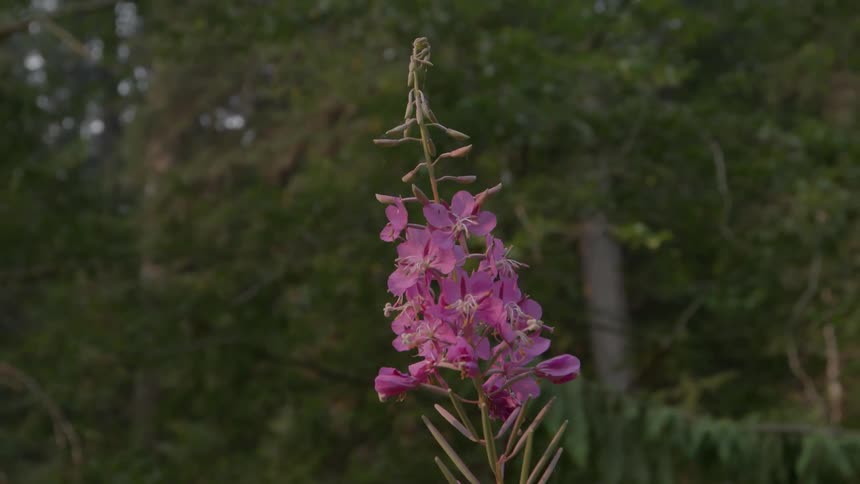 A pink flower bloom in the woods