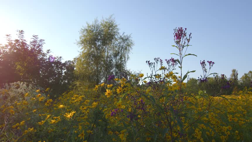 Plants and wildflowers in a rural field with trees in the distance