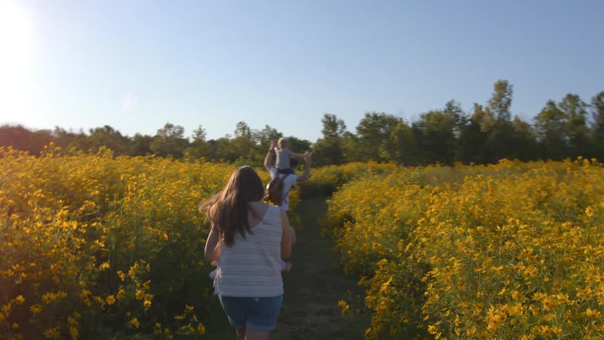 The family walk through the field of yellow flowers