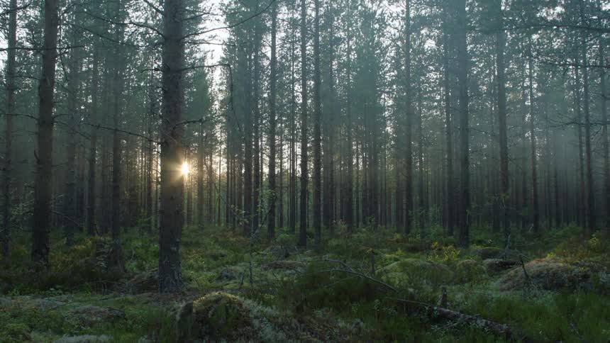 Sun shining through the forest