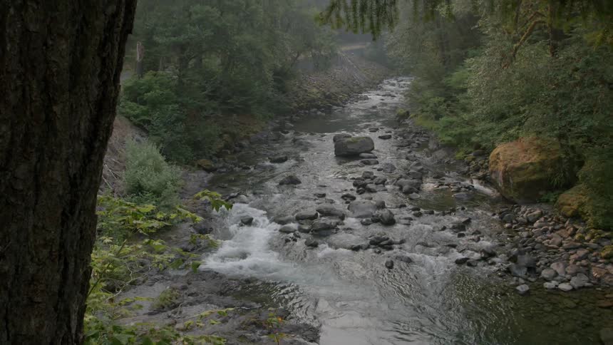 A river flows through a forested area