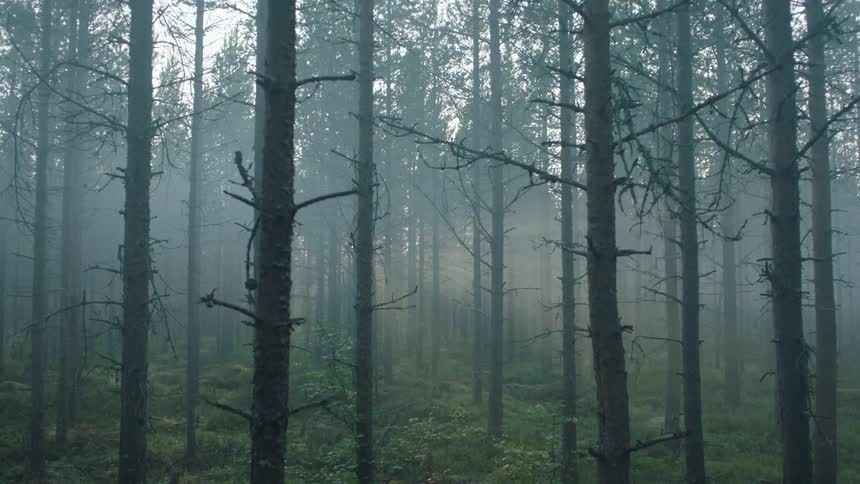 Sun shining through the forest
