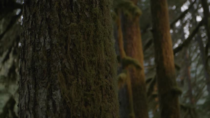 Mossy trees in a forest