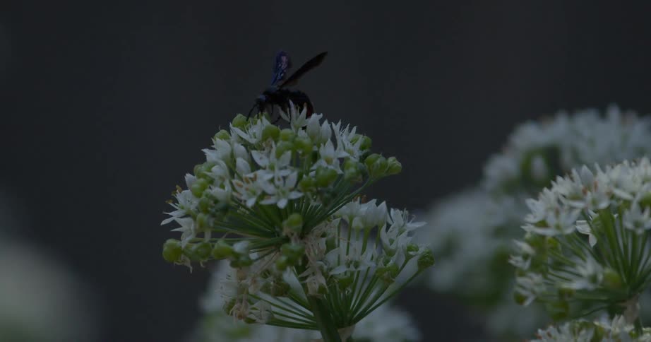 Bee pollinating on a wild flower